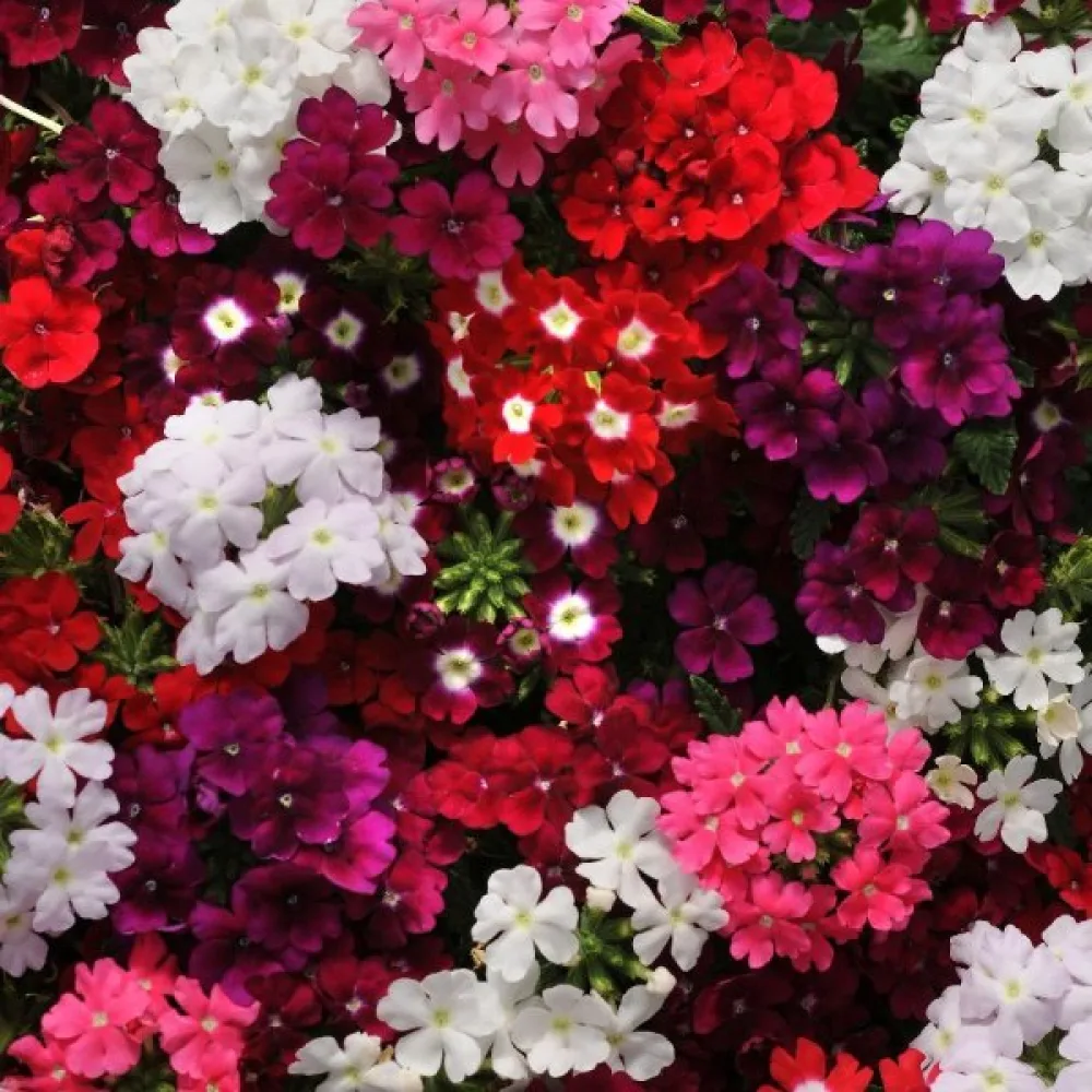 Verbena 'Ideal Florist' (blandning)
