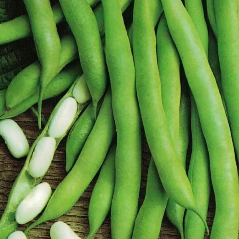 Torkböna 'Cannellino'