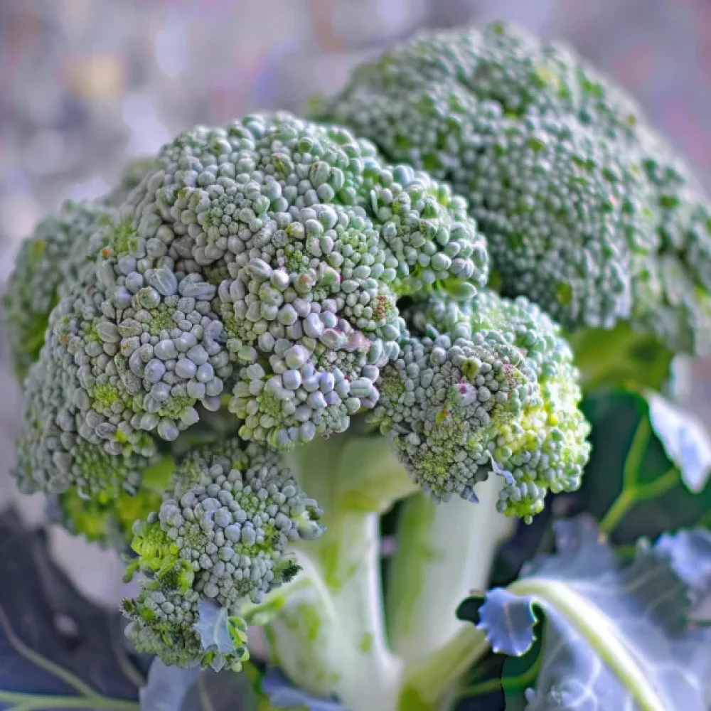 Broccoli 'Calabrese' för mikrogrönt
