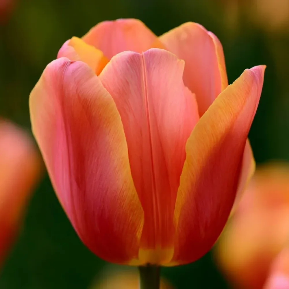 Tulpan 'Lucca'