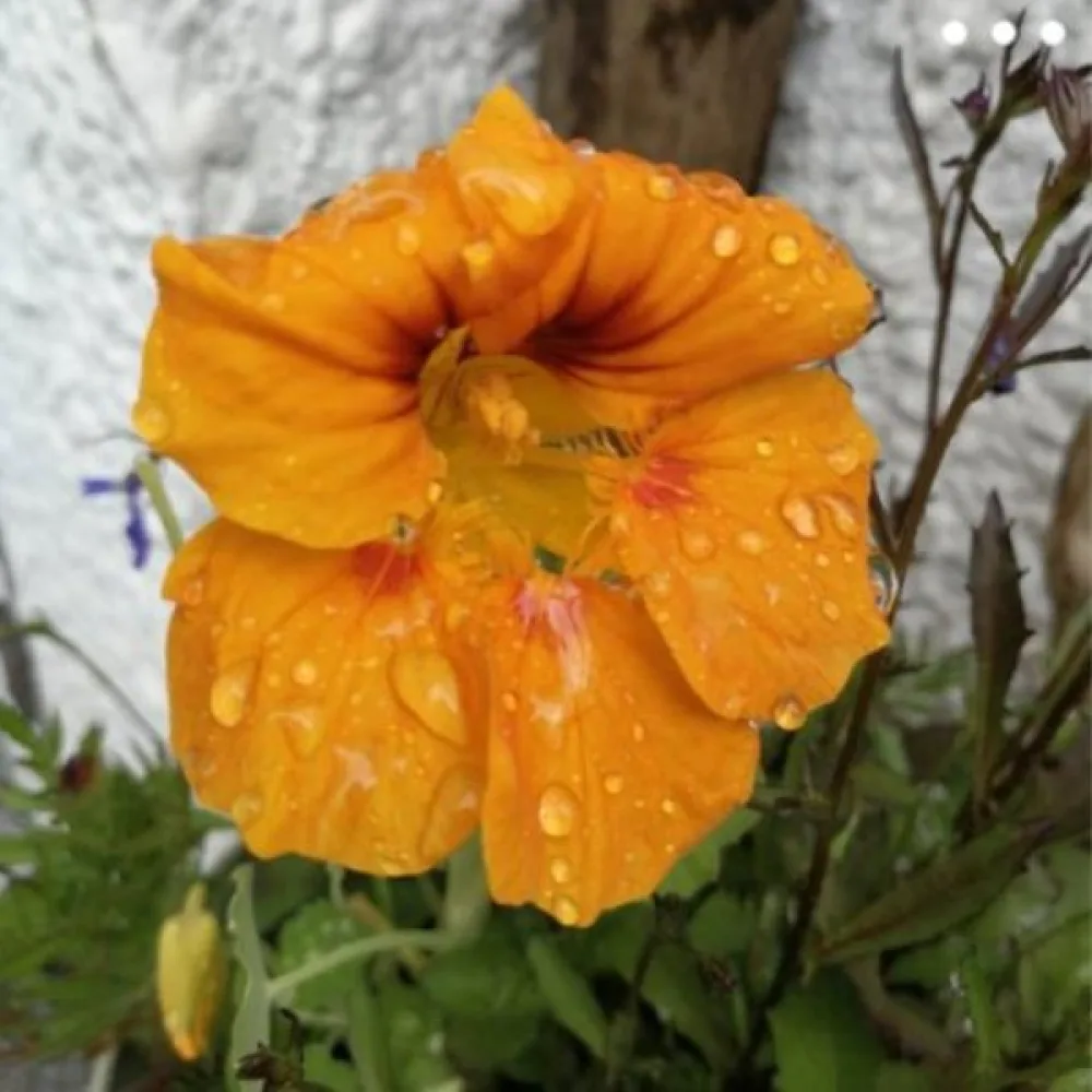 Krasse 'Golden King'