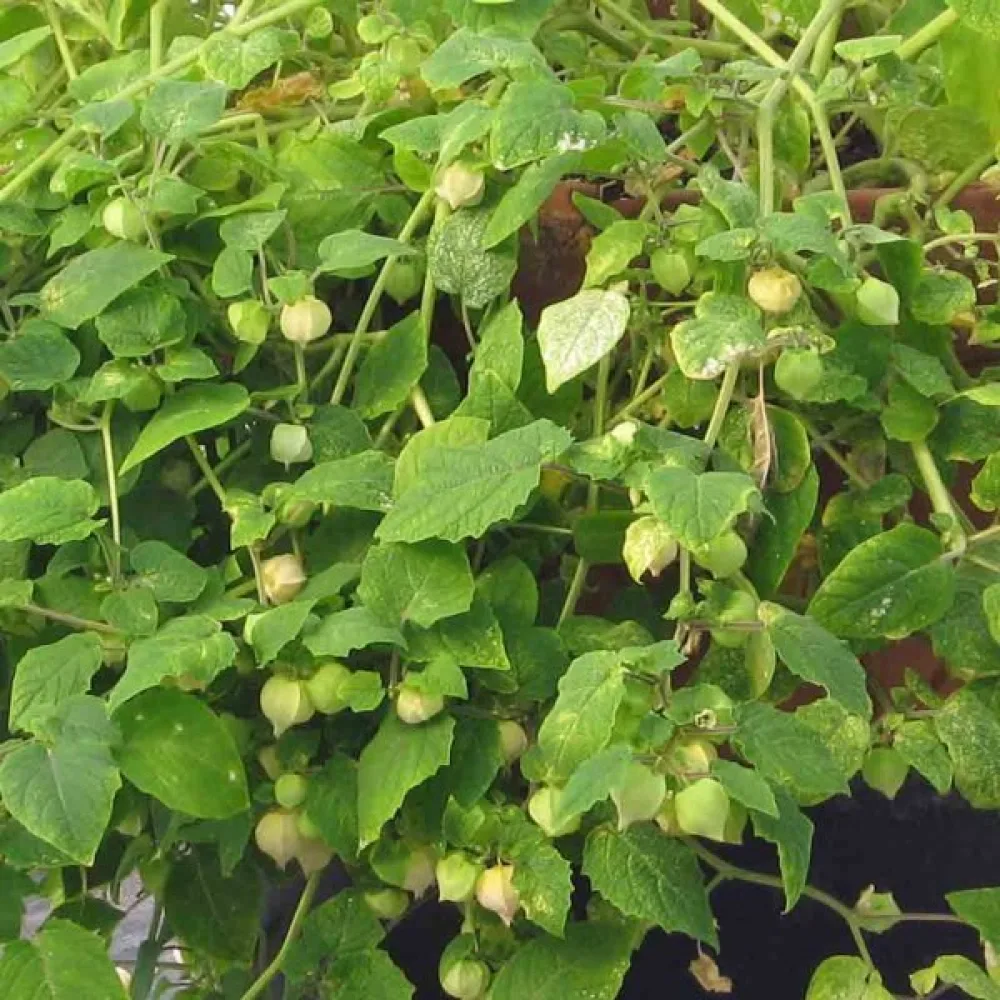 Jordkörsbär Physalis pruinosa