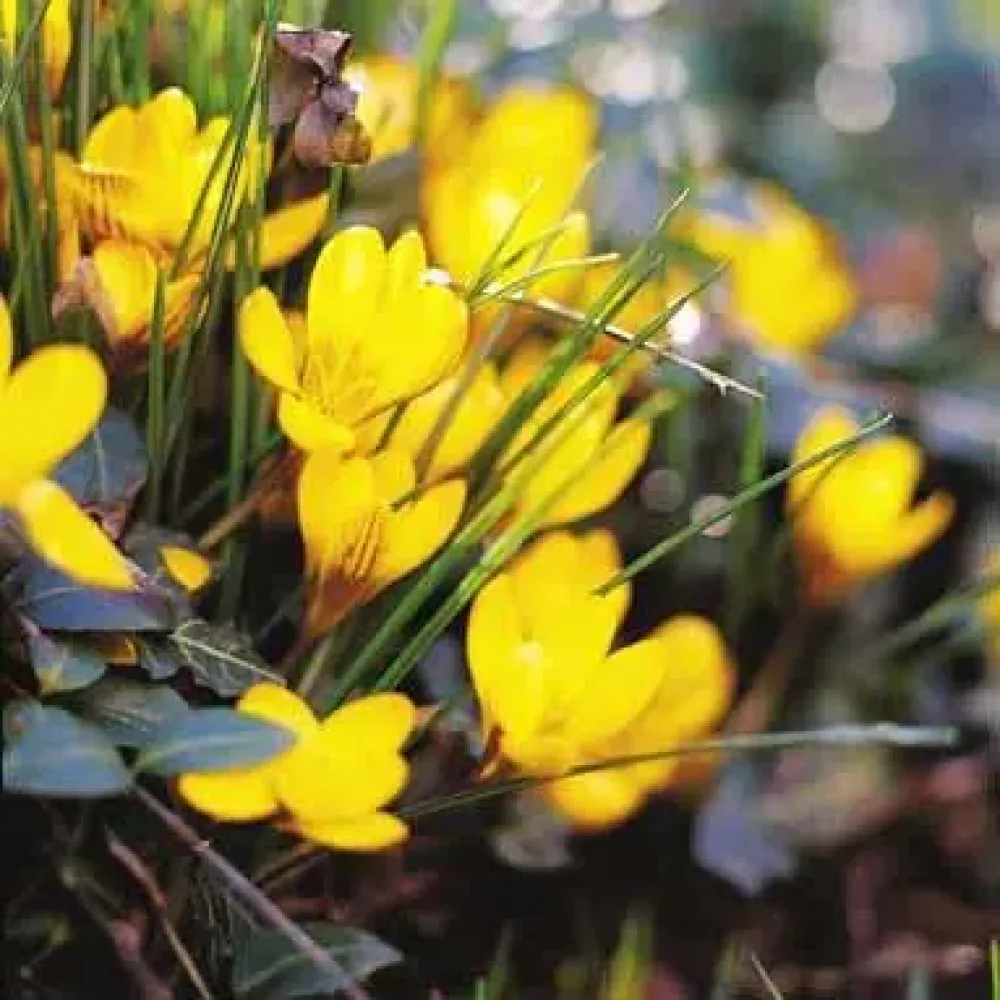 Krokus 'Korolkowii'