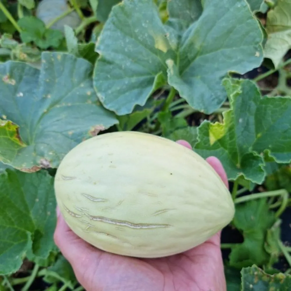 Melon 'Melba'