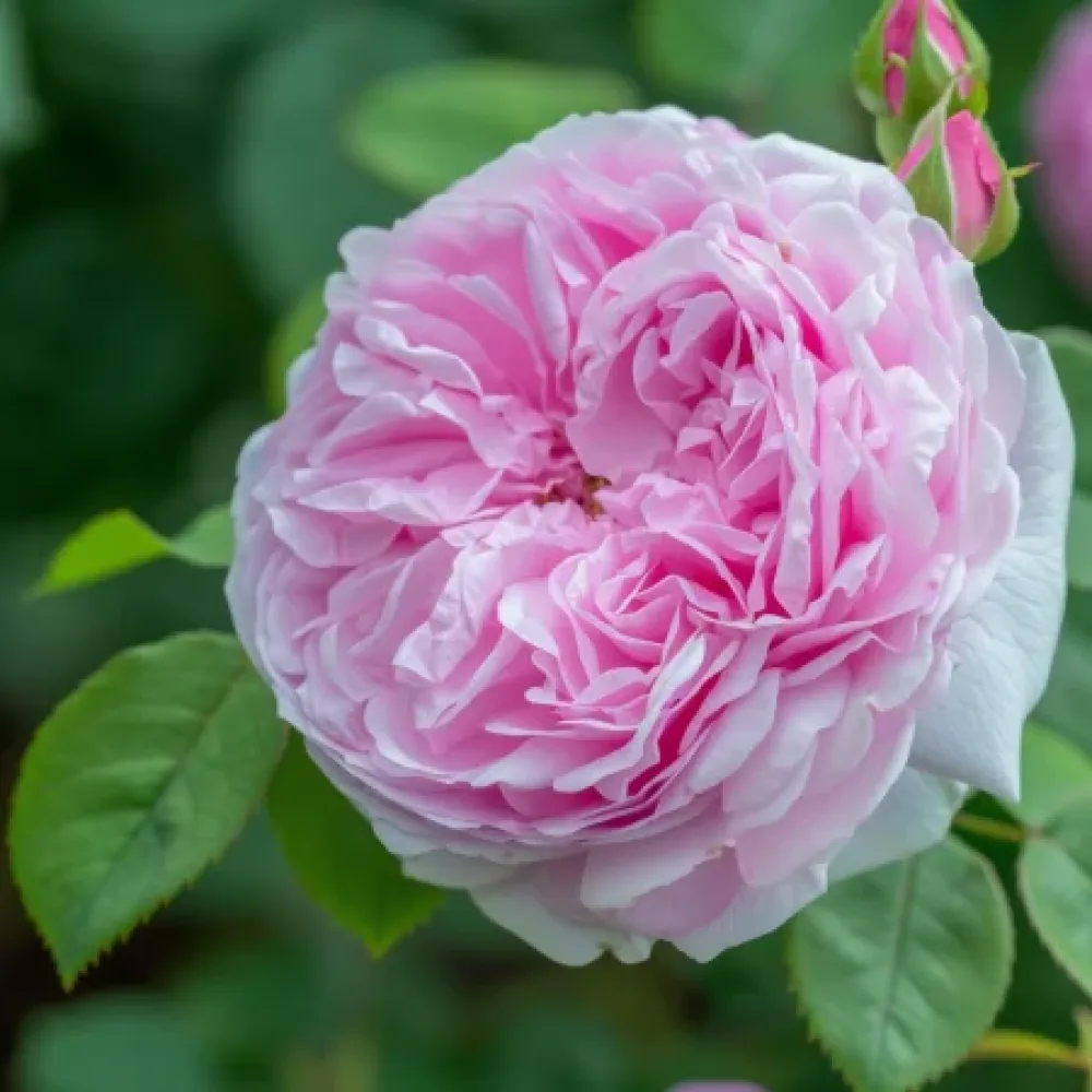 Ros 'Pink Heart' – barrotad