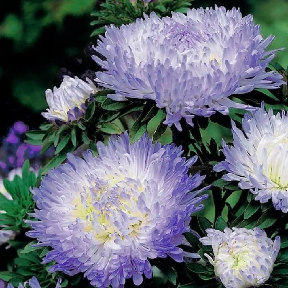 Sommaraster – pionblommig, silverblå