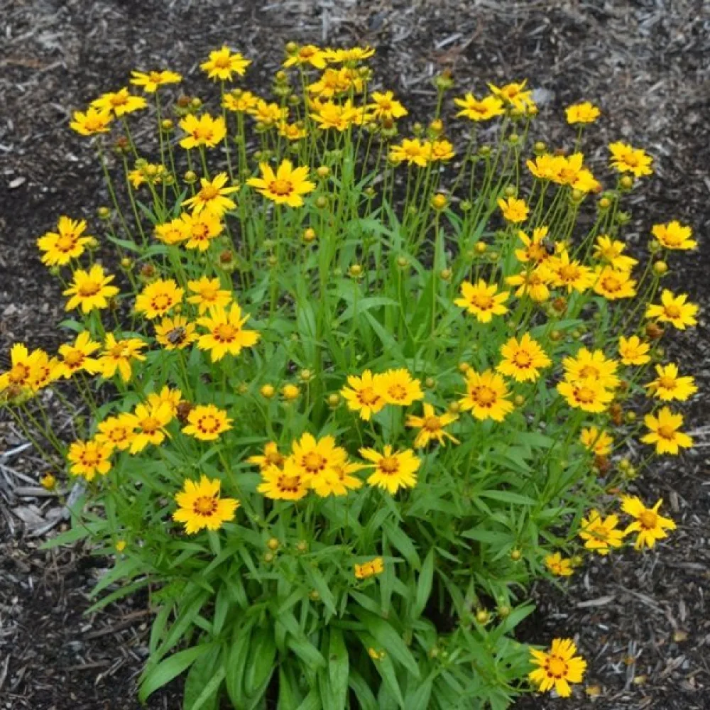 Skönöga 'Sunburst'