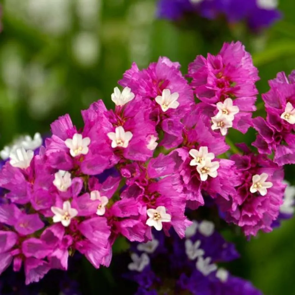 Praktrisp Limonium sinuatum – ljusrosa