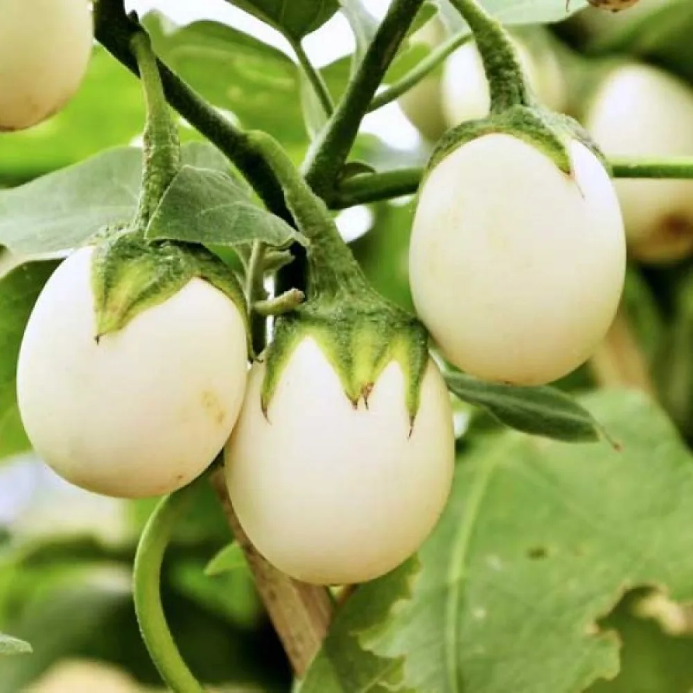Aubergine 'White Egg'