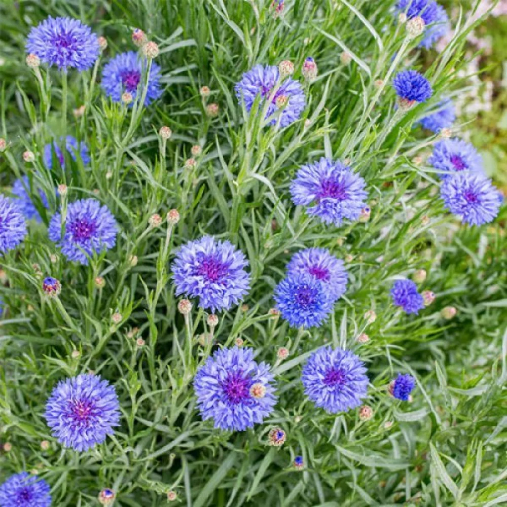 Blåklint 'Blue Shades', mix
