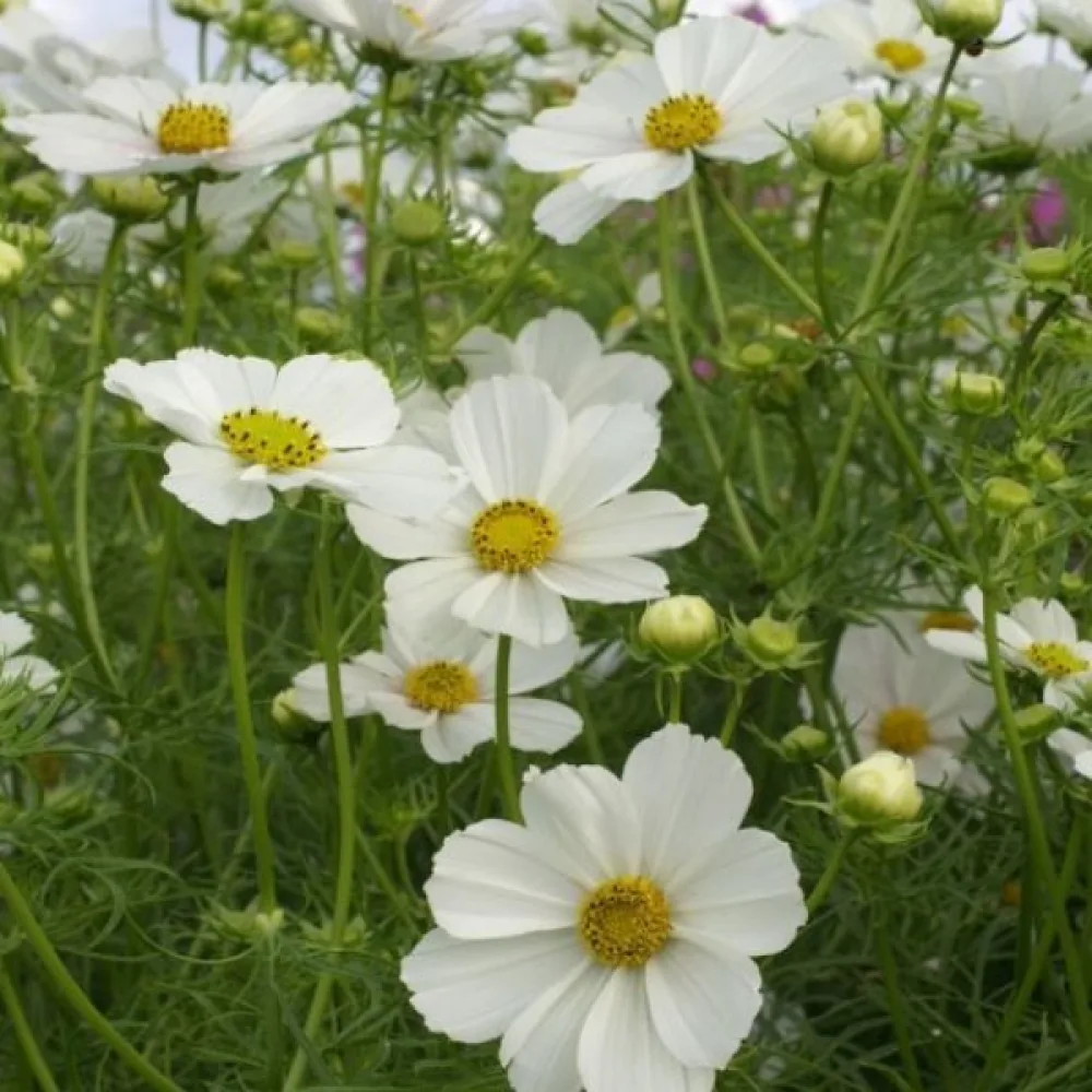 Rosenskära 'Sensation Purity' vit