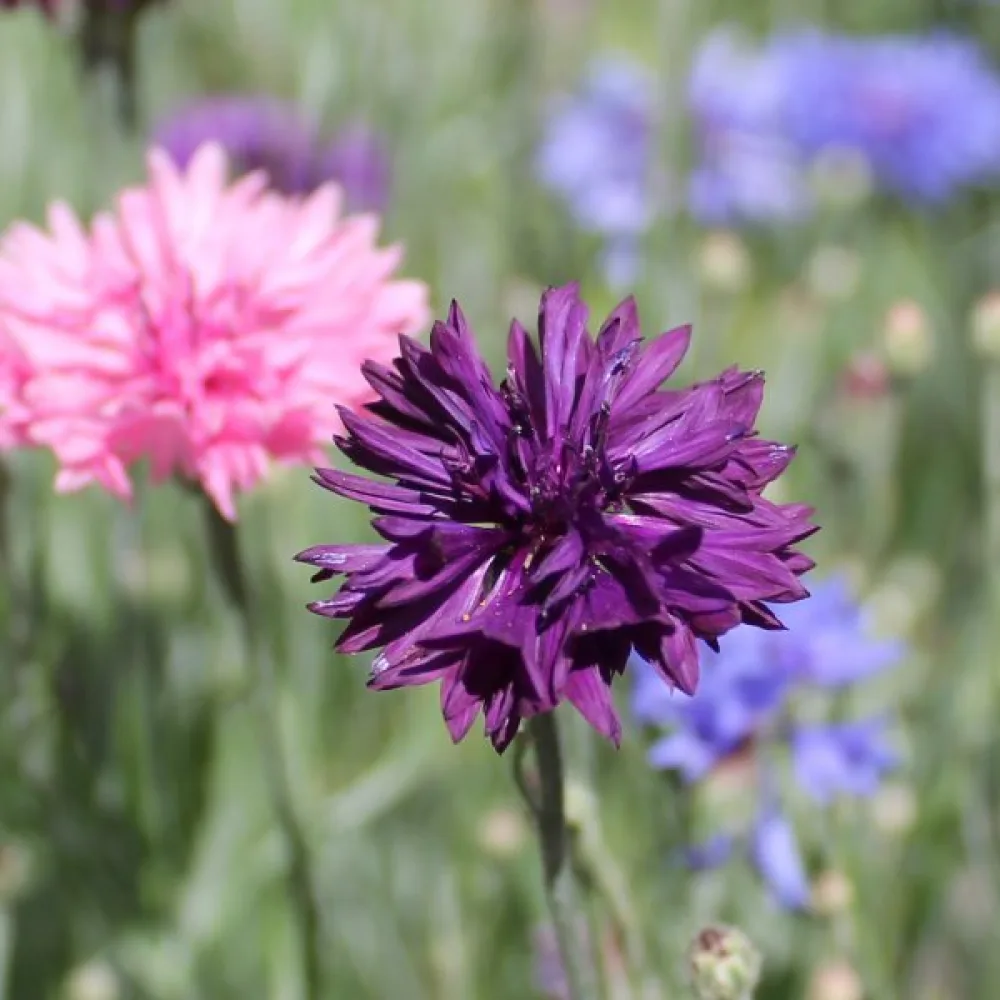 Blåklint Centaurea cyanus, låg, mix