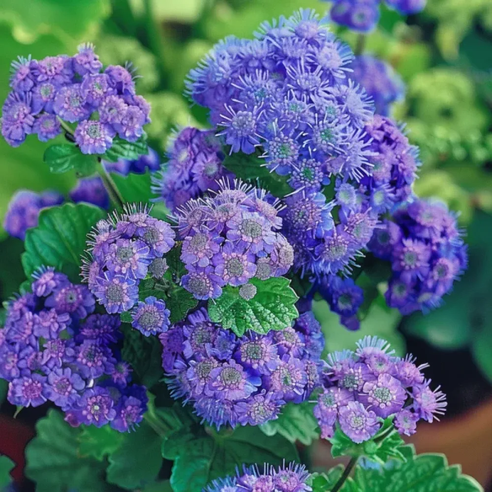 Ageratum 'Blaues Meer'