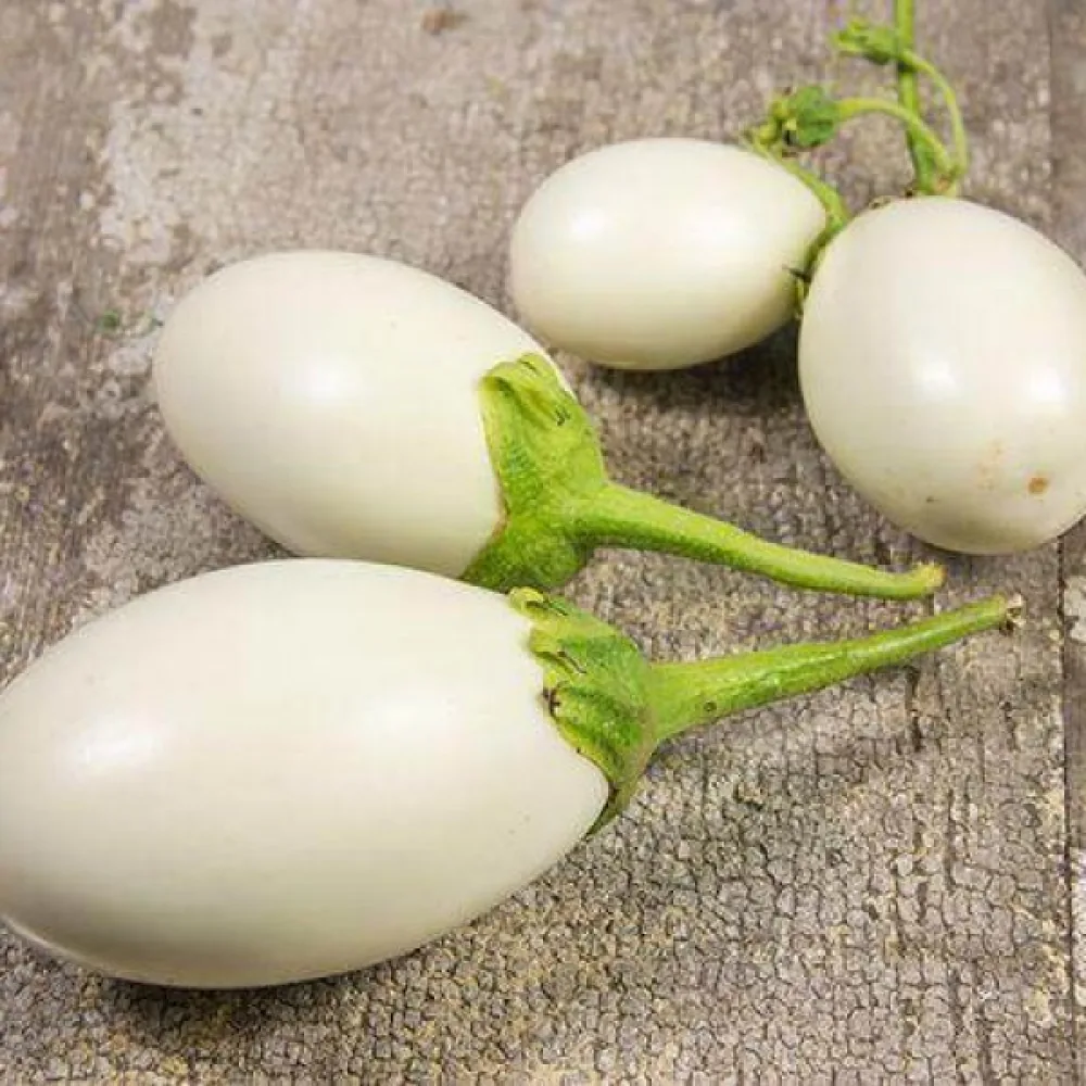 Aubergine 'White Egg'