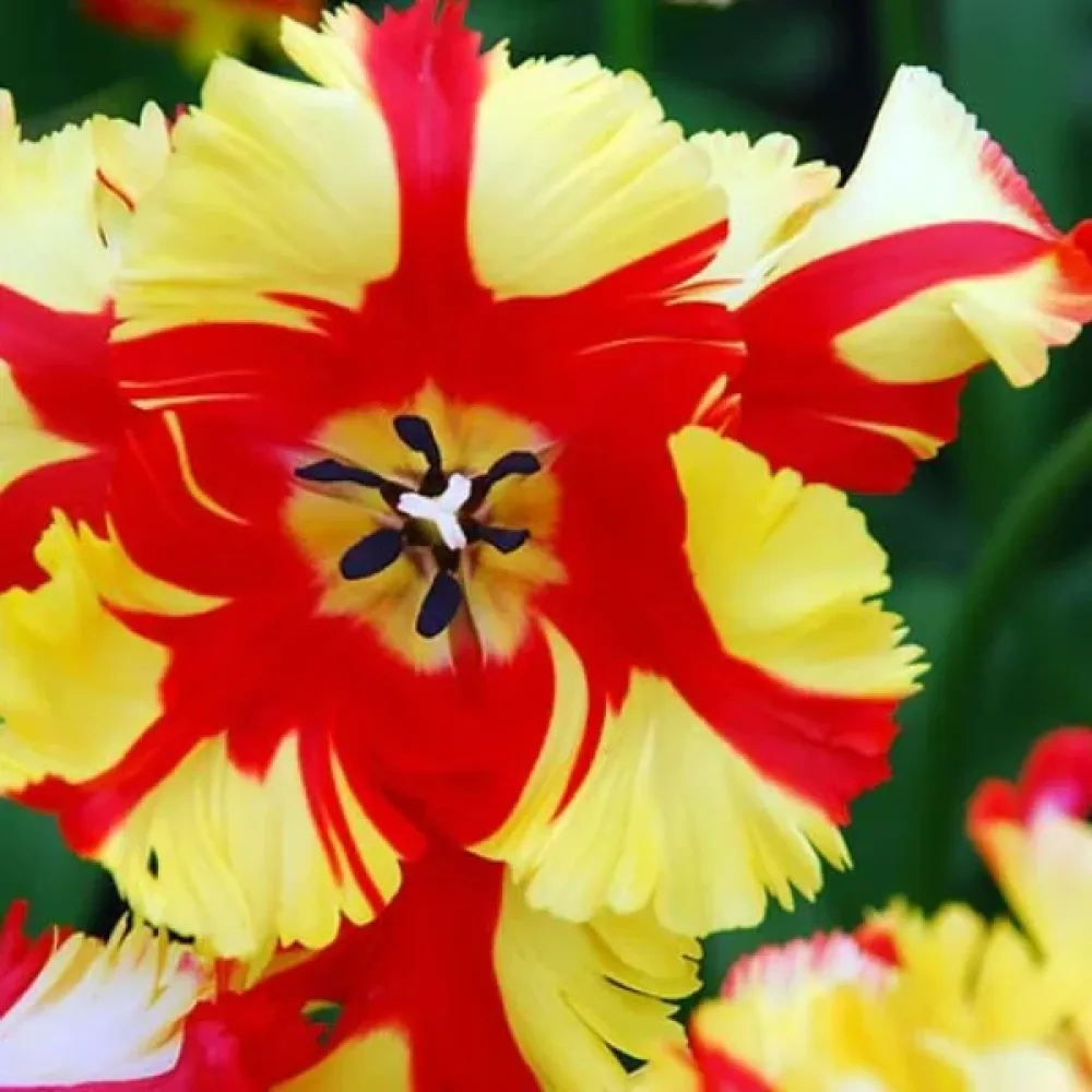 Tulpan 'Flaming Parrot'