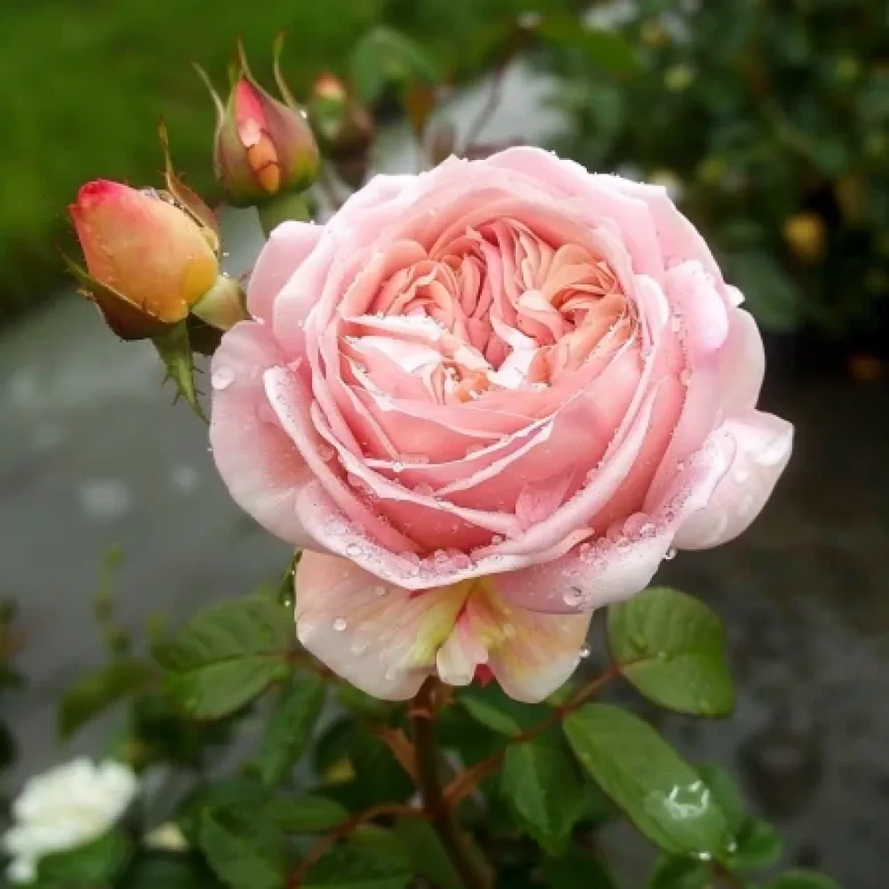 Ros 'Pink Flame'