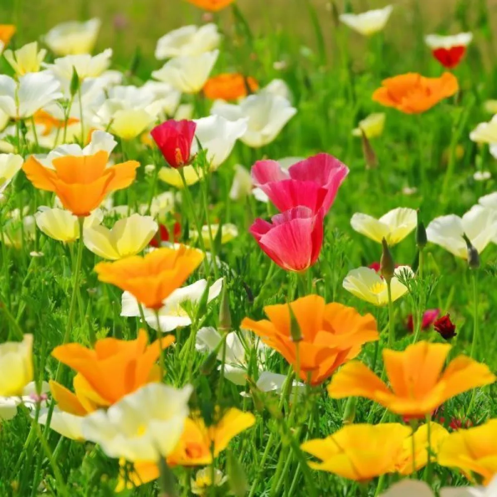 Sömntuta Eschscholzia californica, mix