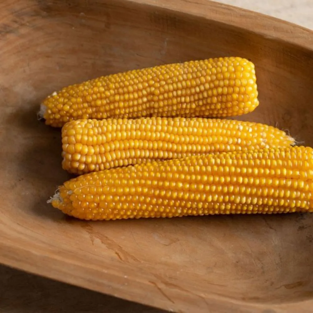 Popcornmajs 'Nana'