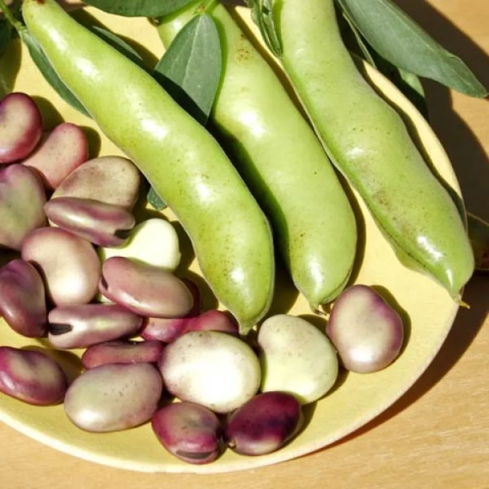 Bondböna 'Extra precoce a grano violetto'