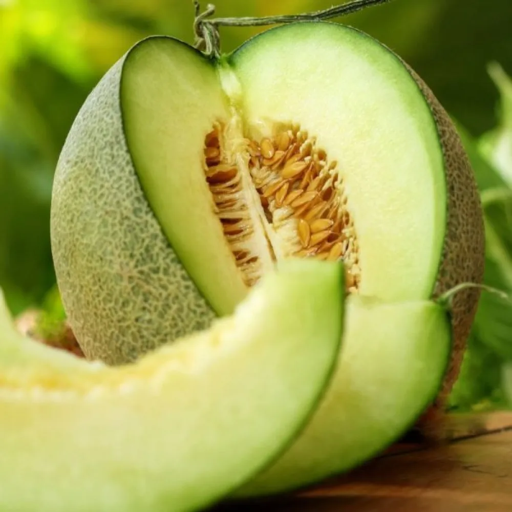 Melon 'Honey Dew'