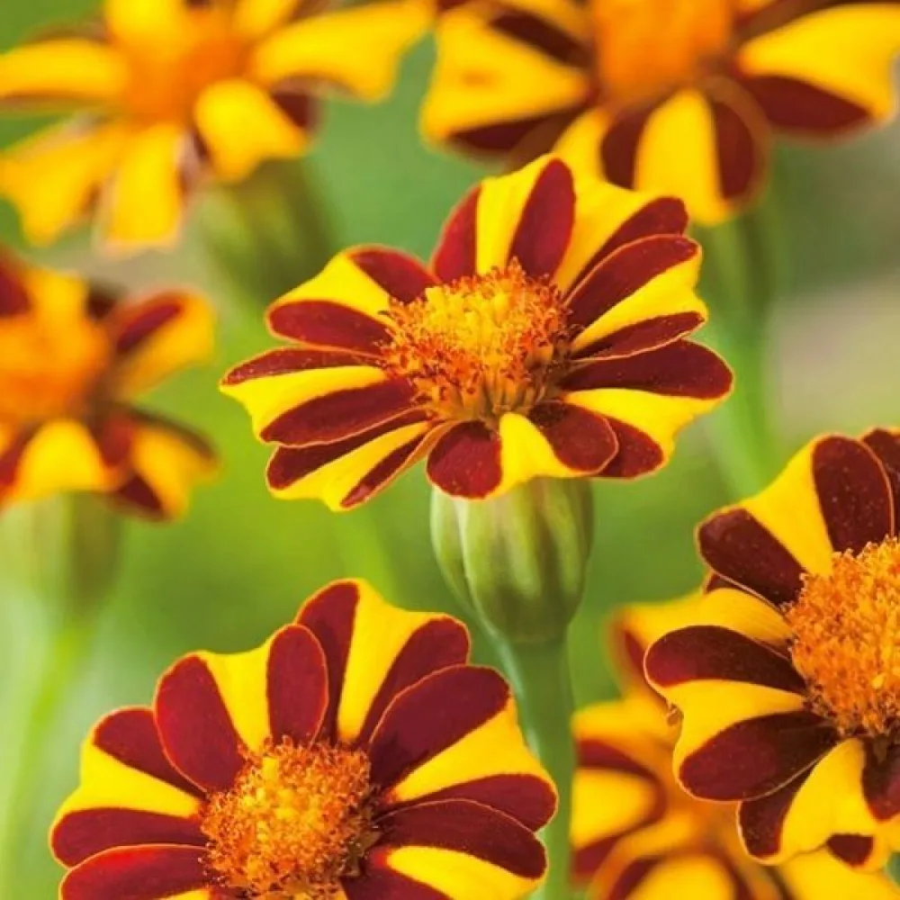 Fransk tagetes 'Mrs Majesty'