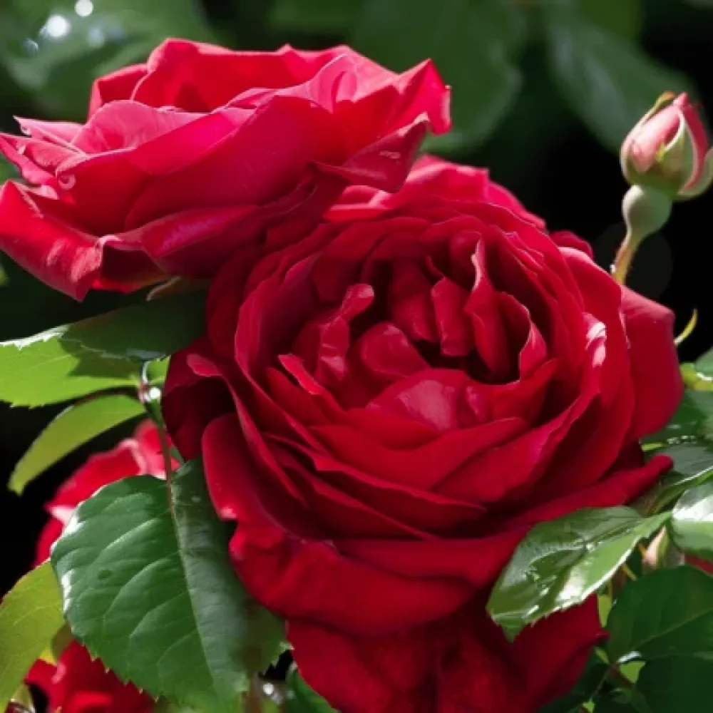 Ros 'Red Star'