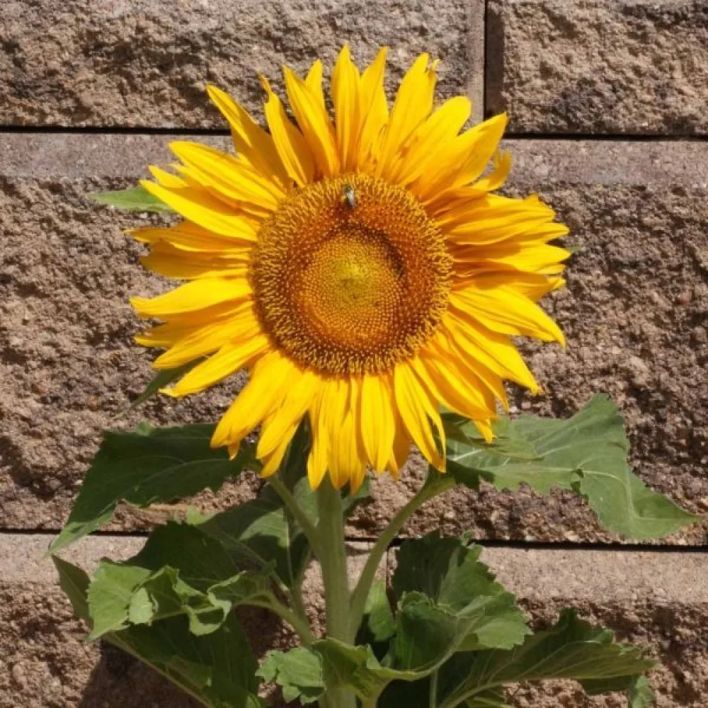 Solros 'Sunspot Gold'