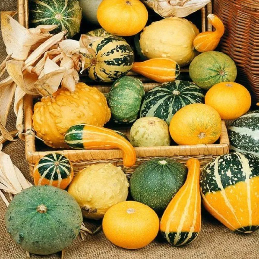 Pumpa, små- och storfruktiga – blandning