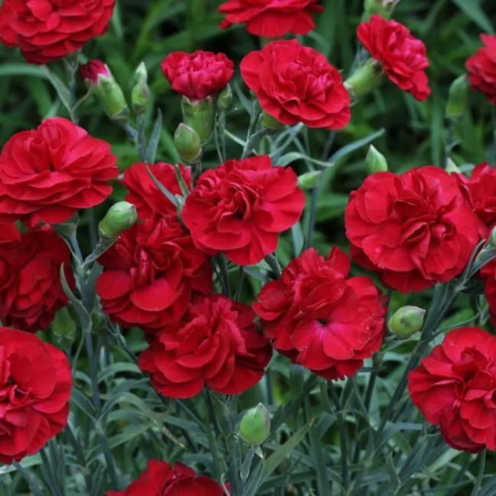 Nejlika Chabaud 'Nero'