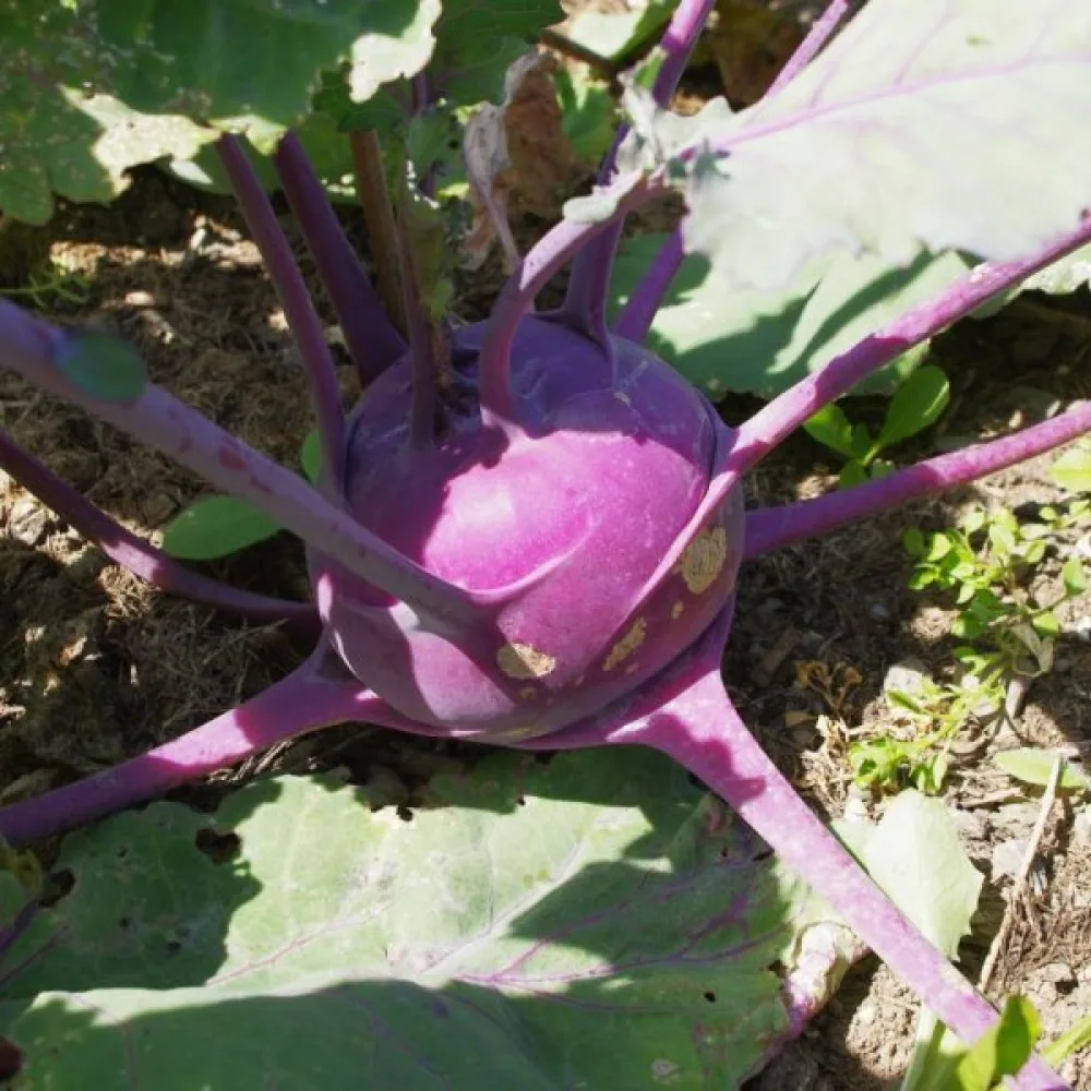 Kålrabbi 'Purple Vienna'
