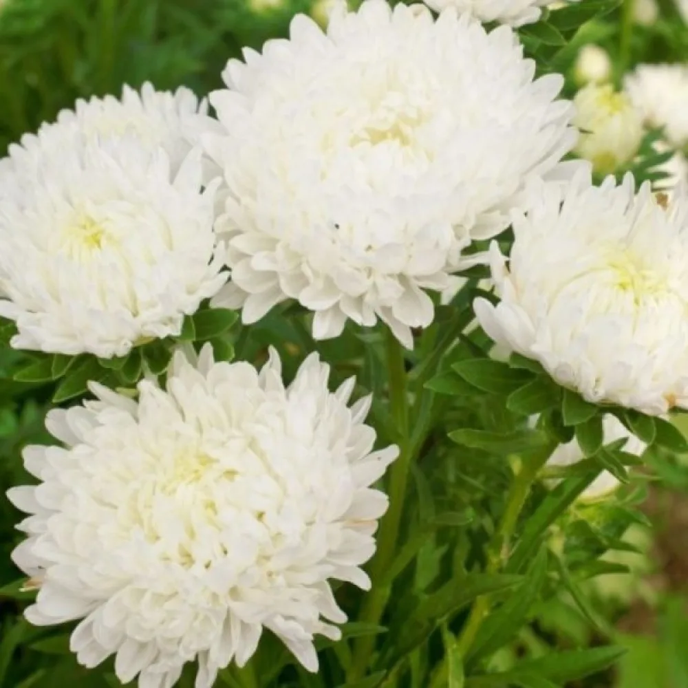 Sommaraster 'Apollonia' – vit