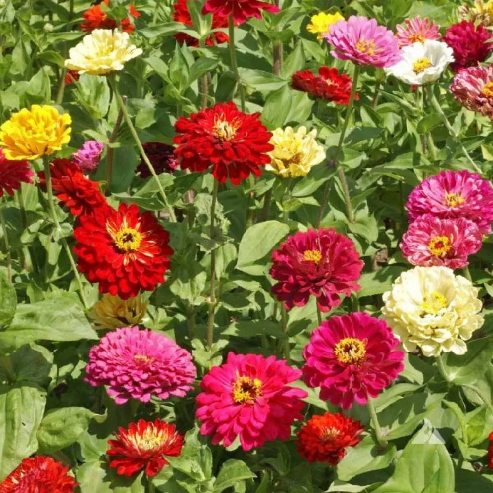 Zinnia 'State Fair' (blandning)