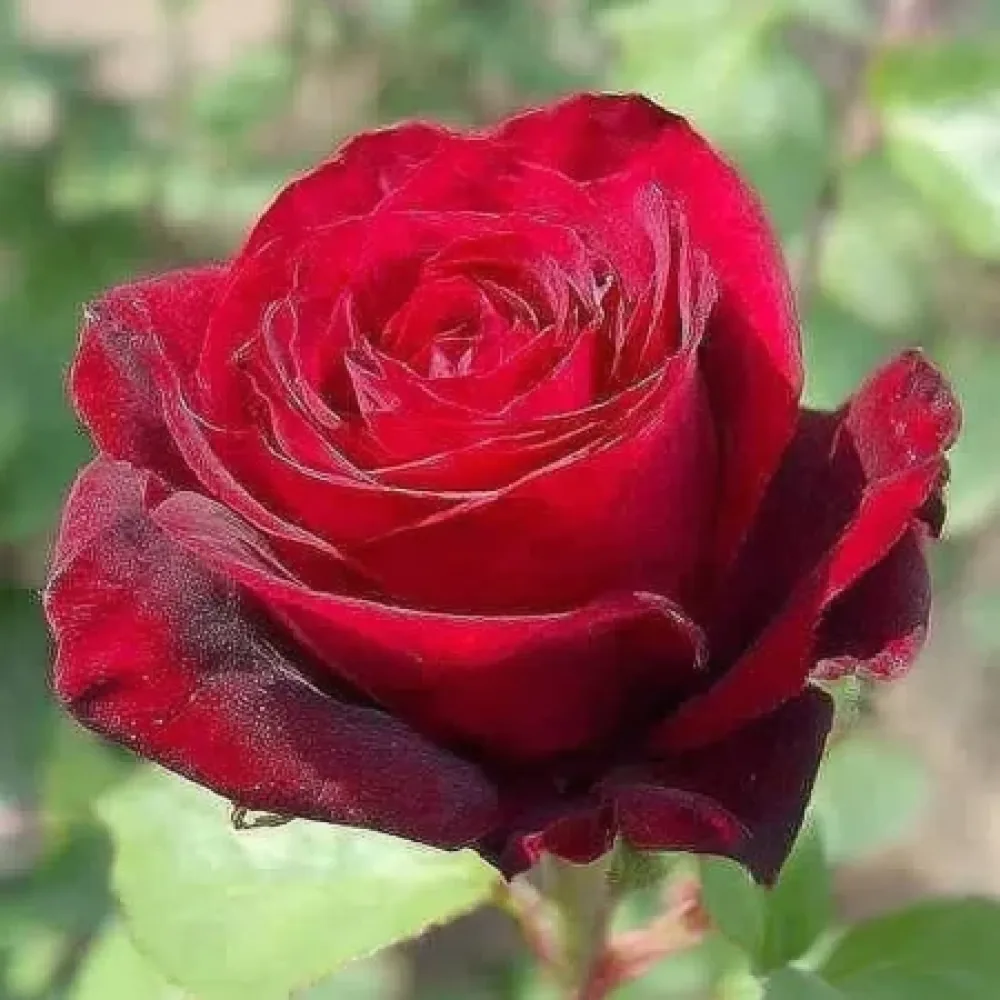 Ros 'Ruby Eternity Rose' – barrotad