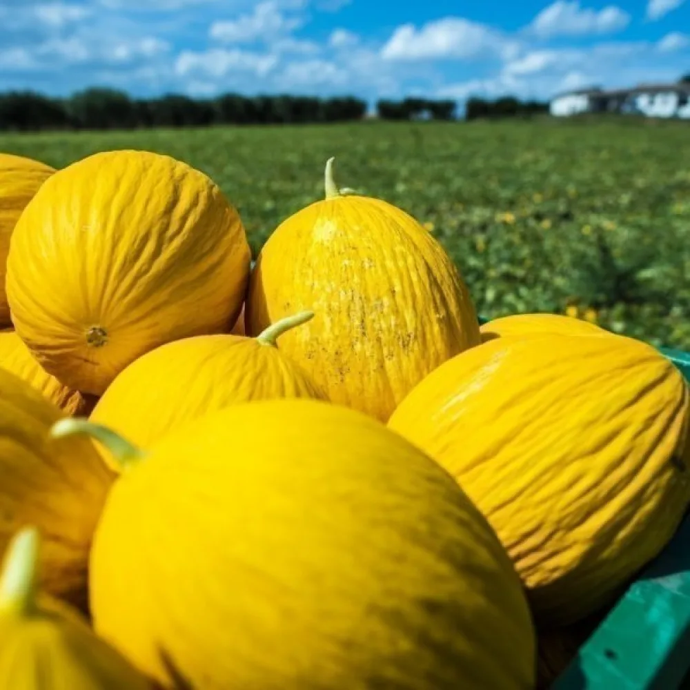 Melon 'Jaune Canari 3'