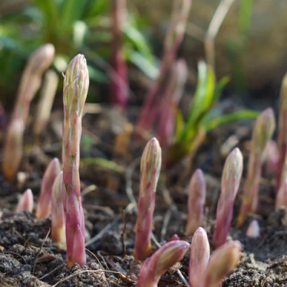 Sparris 'Argenteuil'