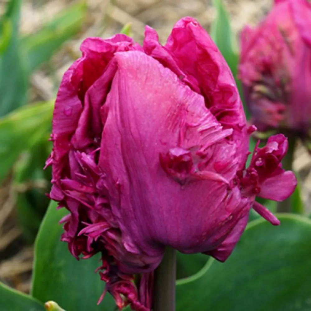 Tulpan 'Parrot prince'
