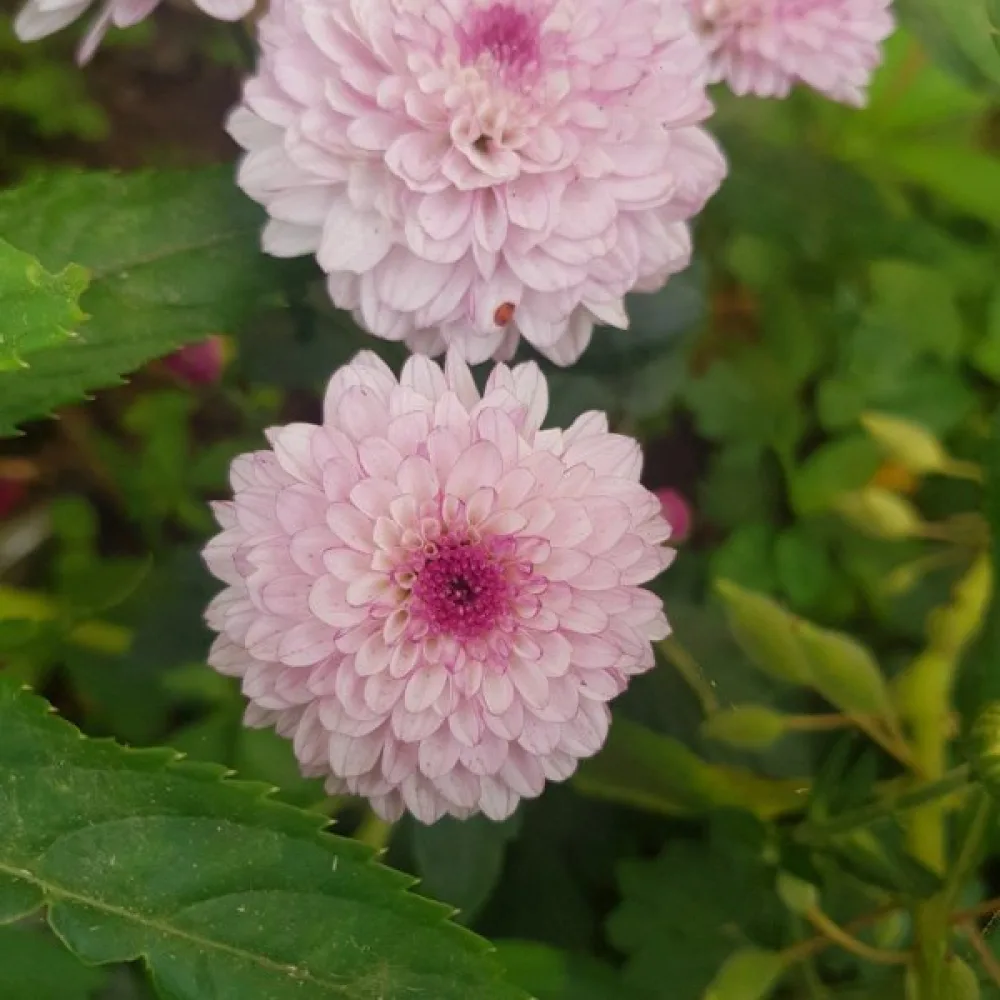 Sommaraster 'Thousand Wonders' laxrosa