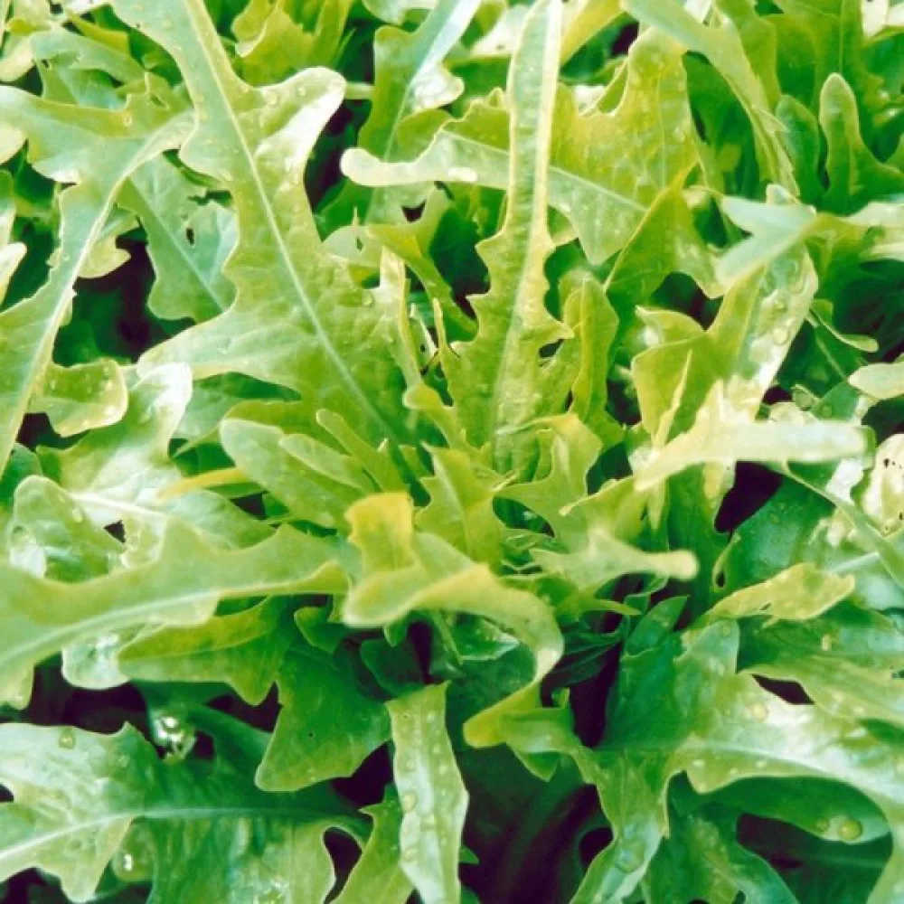 Sallad 'Catalogna'