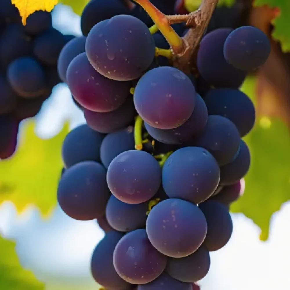 Vinranka 'Pinot Noir' – röd vindruva, tidig