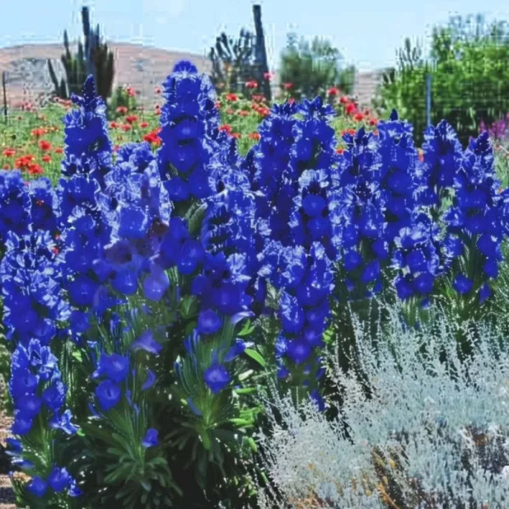 Afrikansk oxtunga 'Blue Angel'