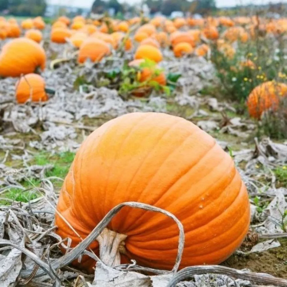 Pumpa 'Bambino'
