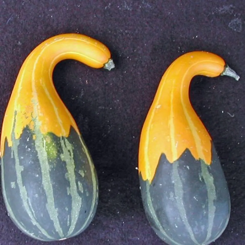Pumpa 'Small Spoon'