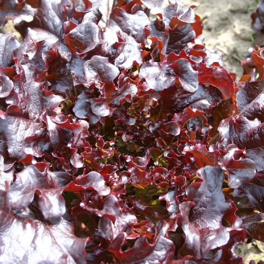 Sallat 'Red Salad Bowl' för mikrogrönt