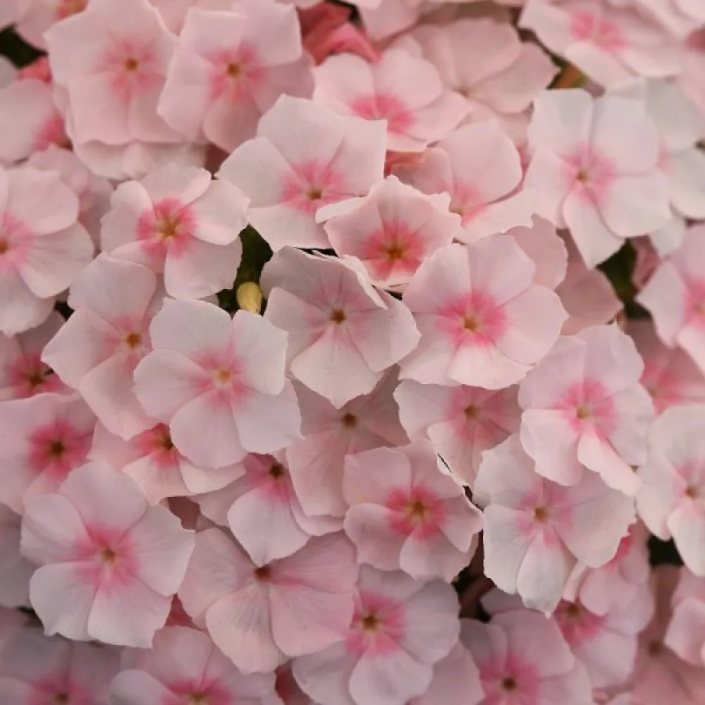 Sommarflox 'Beauty Salmon'