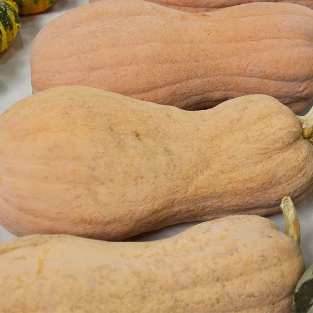 Vinterpumpa 'Wrinkled Butternut'