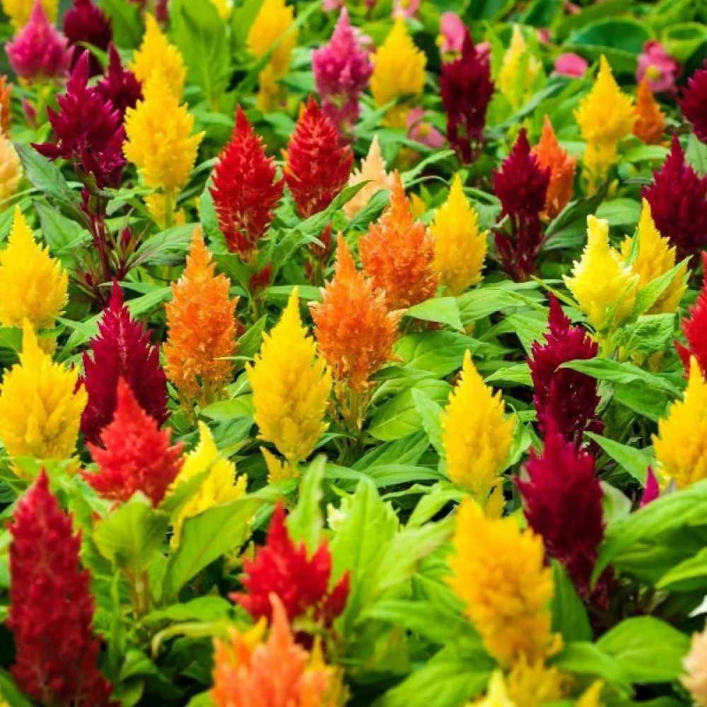 Plymcelosia 'Liliput', mix