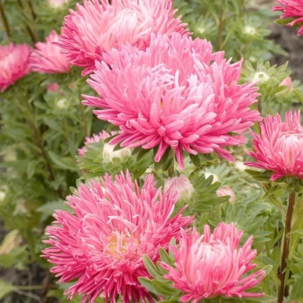 Sommaraster 'Early Charm' rosa