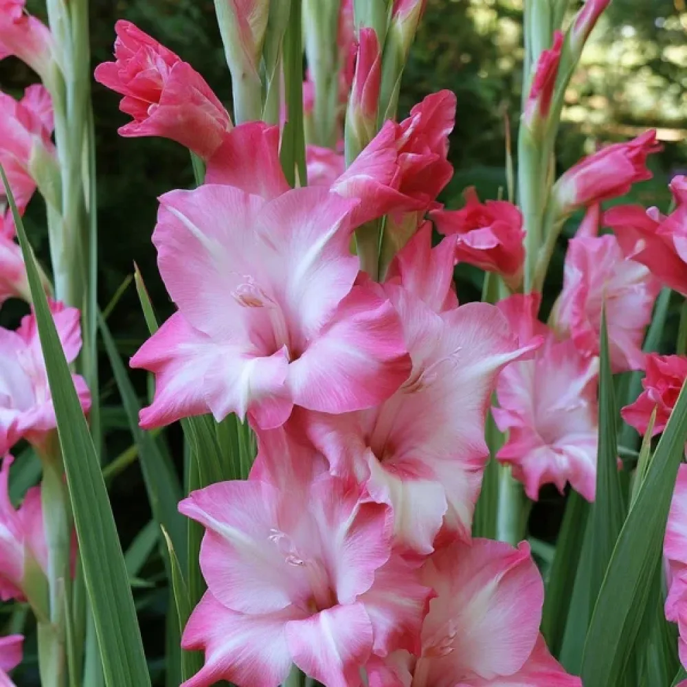 Gladiolus 'Elvira Nanus'