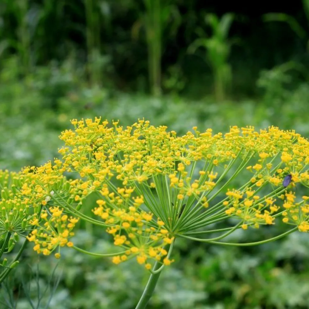 Dill 'Dark'