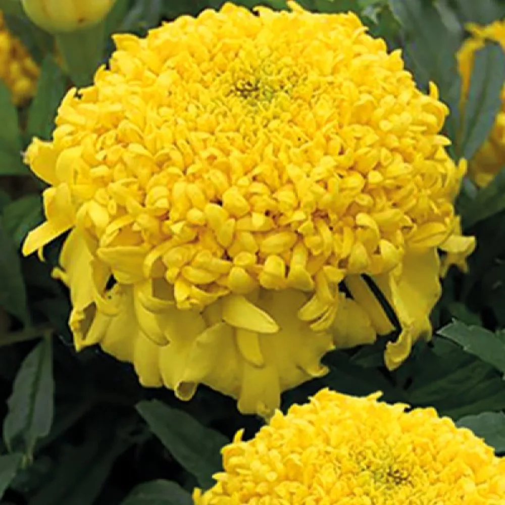 Afrikansk tagetes 'Cupid Lemon'